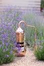 Distillation of lavender essential oil and hydrolate. Copper alambic for the flowering field.