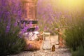 Distilling apparatus alembic with esential oil between of lavender field lines. Lavender flower field, illustration of Royalty Free Stock Photo