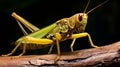 Distinct Facial Features Of Grasshopper On Wooden Branch