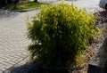 Distinct green-white variegated leaves in spring that fade to more of a green leaf by summer. Mow in mid-winter to encourage a spr Royalty Free Stock Photo