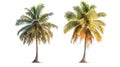 Distinctive Coconut Tree on White Background: Highlighting the Differences Royalty Free Stock Photo