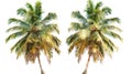 Distinctive Coconut Tree on White Background: Highlighting the Differences Royalty Free Stock Photo