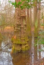 Distinctive Cypress Tree Trunk in the Wetland Forest