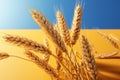 Distinctive details of wheat, oats, barley against a sunny backdrop