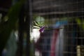 Dendrobium Spatulata Orchird flowers