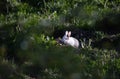 Distinctive juvenile wild rabbit in the sunshine Royalty Free Stock Photo