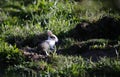 Distinctive juvenile wild rabbit in the sunshine Royalty Free Stock Photo