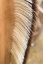 Distinctive markings and mane of Fjord Horse Royalty Free Stock Photo