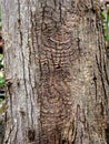 Distinctive pattern of a perennial target canker on a red maple tree trunk. Royalty Free Stock Photo