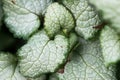 The distinctive silver and green leaves of Brunnera Macrophylla.