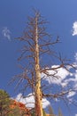Distinctive Tree Skeleton Against a Blue Sky