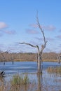 Distinctive Tree Trunk in a Wetland Lake