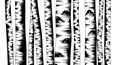 Stylized black and white illustration of birch tree trunks, characterized by their Royalty Free Stock Photo