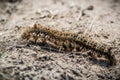 Drinker moth caterpillar crosiing dry ground
