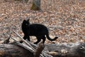 Distinguished black cat in the woods with fallen leaves Royalty Free Stock Photo
