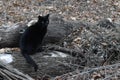 Distinguished black cat in the woods with fallen leaves Royalty Free Stock Photo