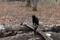 Distinguished black cat in the woods with fallen leaves Royalty Free Stock Photo