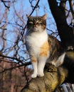 Distinguished queen of cats sits on apple tree and watchs her demesne. Adorable and high-minded kitten with magical green eyes. Royalty Free Stock Photo