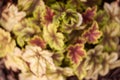 Distorted floral background. Colored leaves of the Heuchera plant in defocus