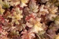 Distorted floral background. Colored leaves of the Heuchera plant in defocus