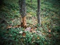 distorted forest plant details with old petzval lens