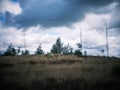 distorted forest plant details with old petzval lens