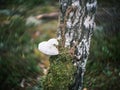 distorted forest plant details with old petzval lens