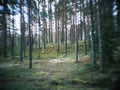 distorted forest plant details with old petzval lens