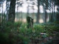 distorted forest plant details with old petzval lens