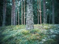 distorted forest plant details with old petzval lens