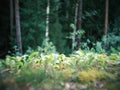 distorted forest plant details with old petzval lens