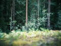 distorted forest plant details with old petzval lens