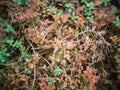 distorted forest plant details with old petzval lens