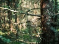 distorted forest plant details with old petzval lens