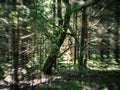 distorted forest plant details with old petzval lens