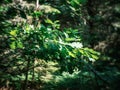 distorted forest plant details with old petzval lens