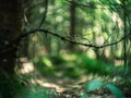 distorted forest plant details with old petzval lens