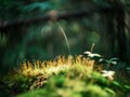 distorted forest plant details with old petzval lens