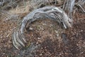 Distorted Stringy Bark Tree Trunk