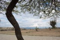 Distorted tree trunk with cactus at Tatacoa Desert Royalty Free Stock Photo