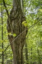 Distorted tree