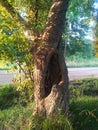 Distorted tree on lawn