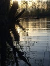 Distorted Tree Reflection Royalty Free Stock Photo