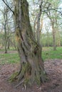 Distorted tree trunk in forrest near KaÃÂÃÂ­n, Bratislava Royalty Free Stock Photo