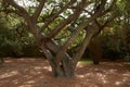 DISTORTED TREE TRUNKS IN THE BOTANIC GARDENS Royalty Free Stock Photo