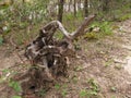 Distorted and Weathered Tree along the River