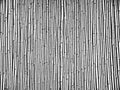 Distress old dry wooden texture. Black and white grunge background. Vector illustration