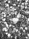 Distress texture with pine, spruce, needles, leaflets and dry grass on the ground in forest. Black and white grunge background