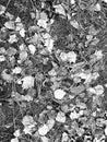 Distress texture with pine, spruce, needles, leaflets and dry grass on the ground in forest. Black and white grunge background