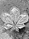 Distress tree chestnut leaves, leaflet texture. Black and white grunge background